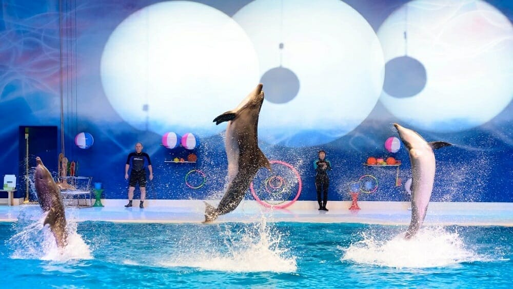 Dubai Dolphinarium [befreetour]